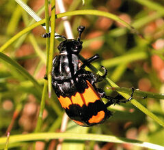 Nicrophorus defodiens