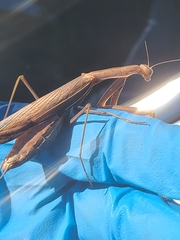 Mantidae