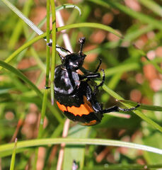 Nicrophorus defodiens