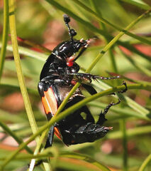 Nicrophorus defodiens