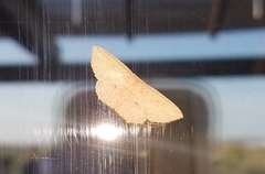Cyclophora myrtaria