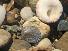 Cellana tramoserica