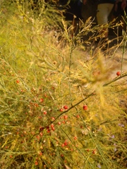 Asparagus officinalis