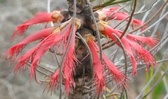 Melaleuca longissima