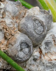 Melaleuca longissima