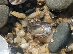 Cellana tramoserica