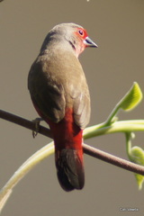 Lagonosticta rubricata