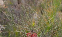 Melaleuca longissima