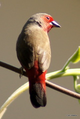 Lagonosticta rubricata