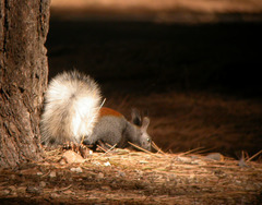 Sciurus aberti kaibabensis
