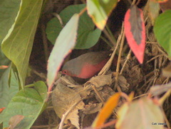 Lagonosticta rubricata