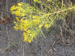 Euthamia caroliniana