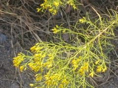 Euthamia caroliniana