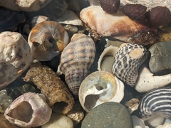 Agnewia tritoniformis