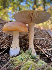 Amanita persicina