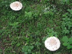 Macrolepiota procera