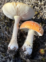Amanita persicina