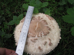 Macrolepiota procera