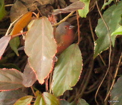 Lagonosticta rubricata