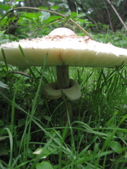 Macrolepiota procera