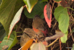 Lagonosticta rubricata