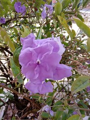 Brunfelsia pauciflora