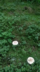 Macrolepiota procera