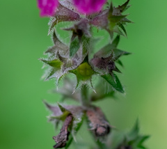 Stachys sylvatica