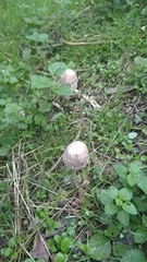Macrolepiota procera