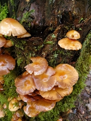 Kuehneromyces marginellus