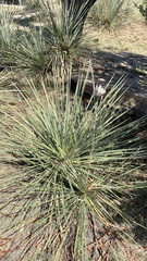 Yucca campestris