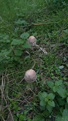 Macrolepiota procera