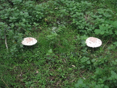 Macrolepiota procera
