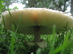 Macrolepiota procera