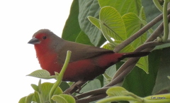 Lagonosticta rubricata