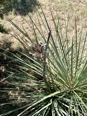 Yucca campestris