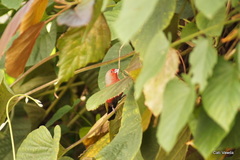 Lagonosticta rubricata