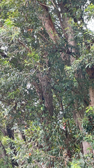 Myrtoideae