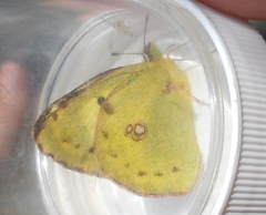 Colias hyale