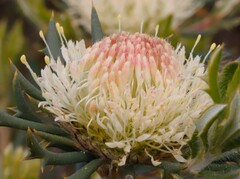 Banksia carlinoides