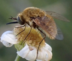 Sparnopolius confusus