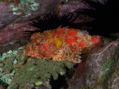 Scorpaena jacksoniensis