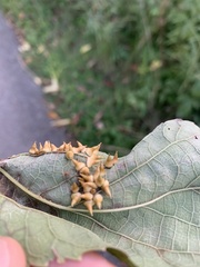 Celticecis spiniformis