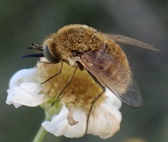 Sparnopolius confusus