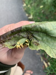 Celticecis spiniformis