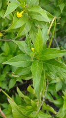 Mandevilla foliosa