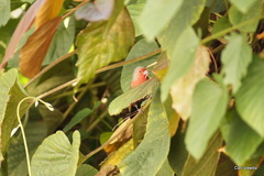 Lagonosticta rubricata