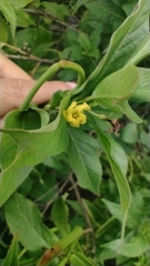 Mandevilla foliosa