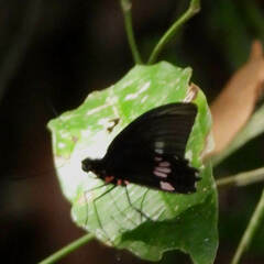 Parides neophilus eurybates
