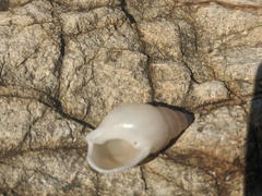 Nassarius particeps
